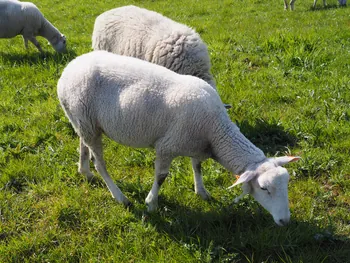 Kalkense Meersen (België)